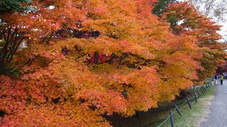 紅葉ポイント。