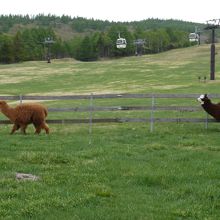 動物たちがかわいいです