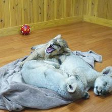 ライオンの赤ちゃんです♪