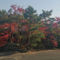 田園、里山の隠れ家的美術館　紅葉が素晴らしかった！