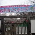 津山桜まつり、桜を上から見れます！