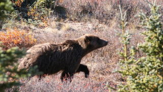 ついにグリズリーに遭遇