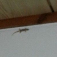 ヤモリがいました