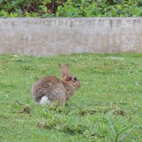 近所にウサギがわんさかいます。