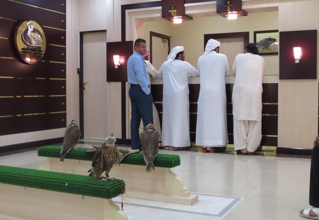 アラブの国では鷹は家族同然。異国の文化に触れられて面白い
