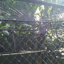 人気者のアライグマ君達です