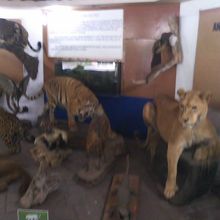 剥製が並ぶブースもありました