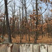 森の散歩道のような美術村