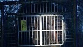 トロッコによる坑内見学