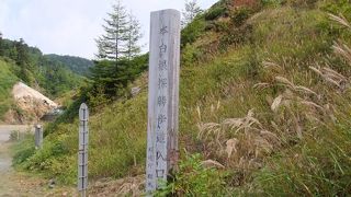 本白根山に続く登山道