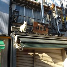 屋根の上に色んな猫がいます