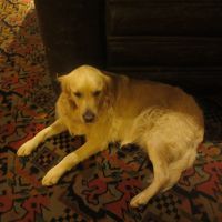 ﾎﾃﾙ犬　モンテ君