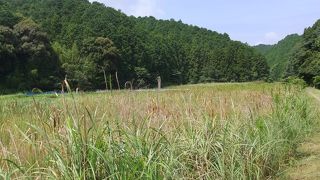 自然がいっぱい