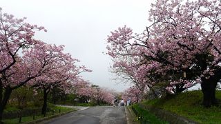 桜の花が咲き乱れます