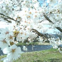 桜の時期は関東のおよそ１ヶ月遅れ