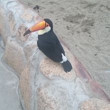 ひとなつかしっこい鳥