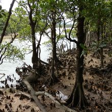 名蔵アンパル。ウッドデッキからマングローブが見れる