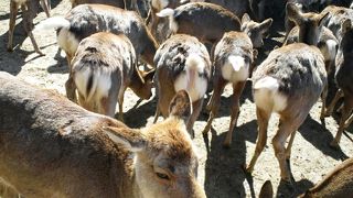 期間限定イベント