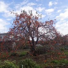 すぐ近くで見た柿の木。