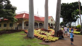 採れたての生パインは美味