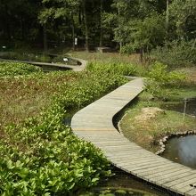 水辺、水生植物を観ることが出来ます
