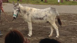 ゆるいショー。