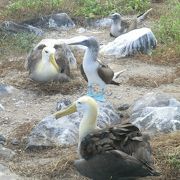 エスパニョ-ラ島　　　ブル-ブ-ディとアルバトロスの集まり