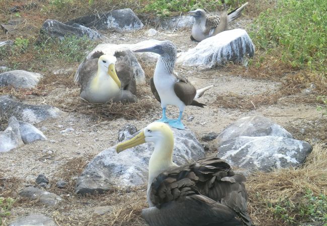 エスパニョ-ラ島　　　ブル-ブ-ディとアルバトロスの集まり