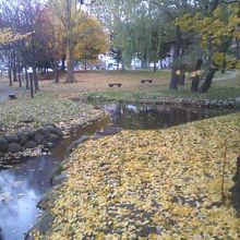 黄色に染まるサクシュコトニ川河畔の様子