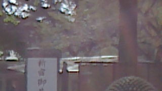 素晴らしく手入れの行き届いた菊の花。