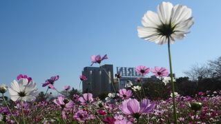 お花も楽しめるビール工場