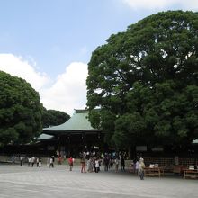 大きいです・・・夫婦楠
