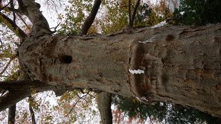 注連縄の巻かれた大木