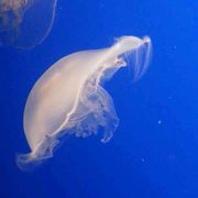 奇妙な生物がたくさん！！