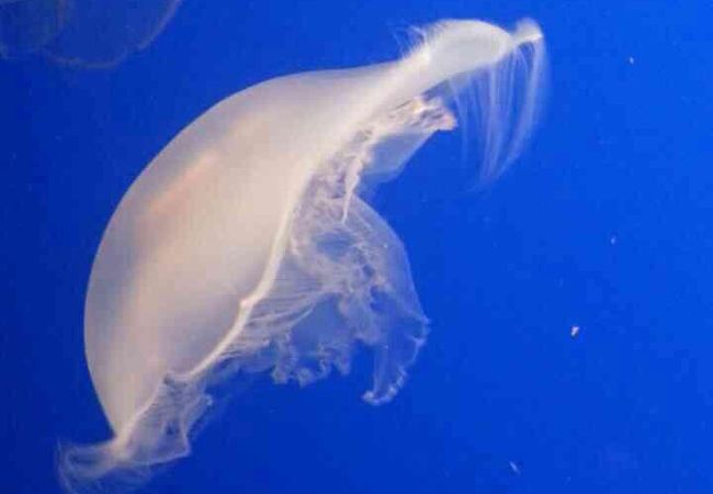 奇妙な生物がたくさん！！