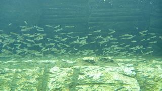 鮭の生態について学べます