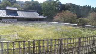 稲が黄色く色づいていました