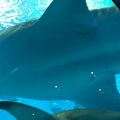 美ら海水族館館内のカフェ