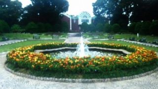 黄色のきれいな花壇