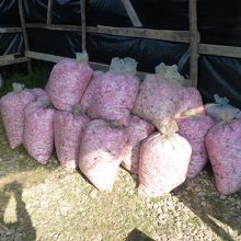 倉庫には花弁が一杯