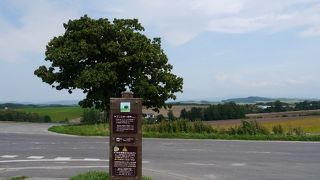 周辺の景色に１本の木がアクセントになっている。