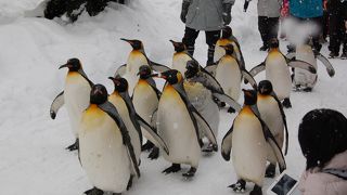 旭山動物園でペンギンのお散歩を見た