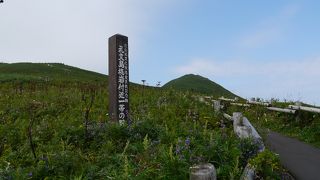 高山植物が咲き乱れます