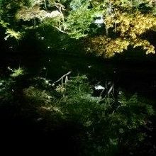 池に映る木々