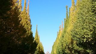 外苑：初秋、隣の銀杏並木