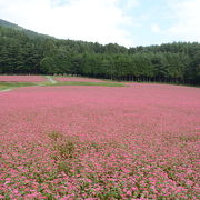 ピンクの花がかわいいです。