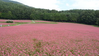 ピンクの花がかわいいです。