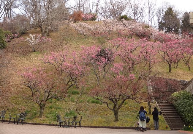 植物 公園 広島