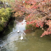 美観地区を流れる川。白鳥や鯉がいます