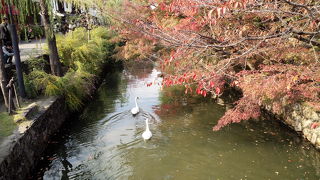 美観地区を流れる川。白鳥や鯉がいます